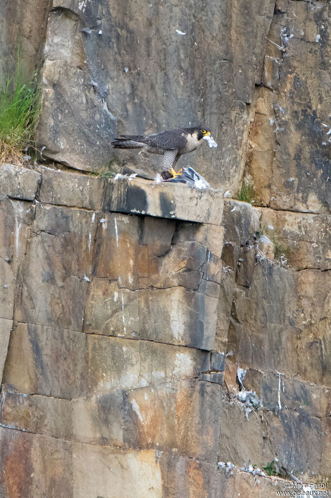 Faucon pèlerin femelle adulte, identification, régime, mange