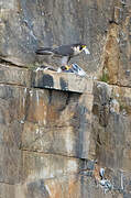 Peregrine Falcon