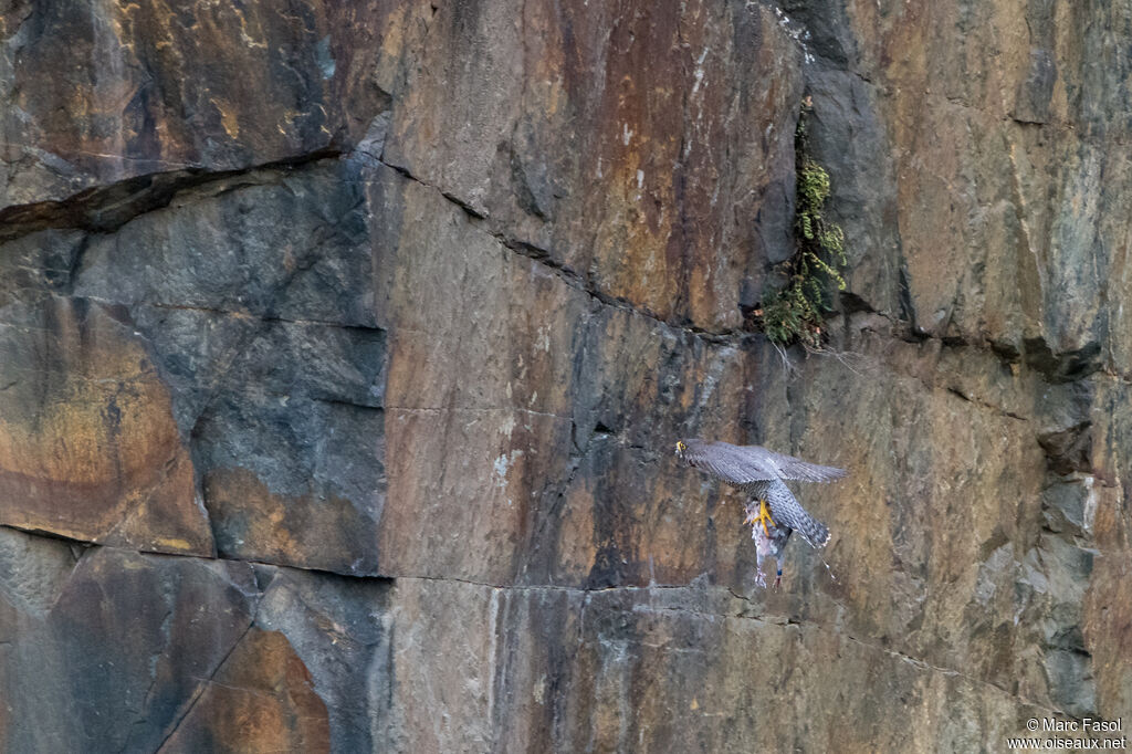 Peregrine Falcon female adult, Flight, Reproduction-nesting