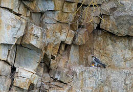 Peregrine Falcon