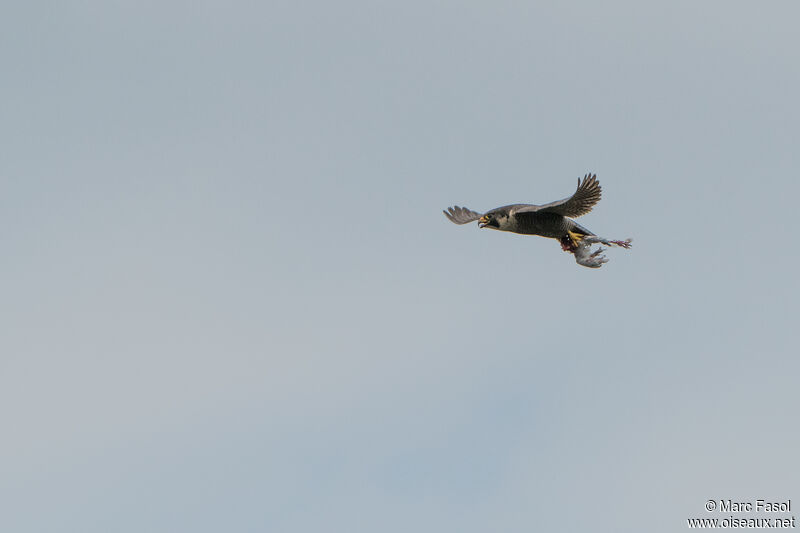 Peregrine Falcon female, Flight