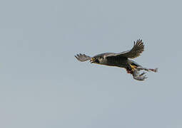 Peregrine Falcon