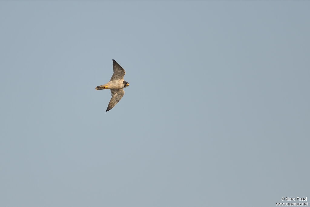 Peregrine Falconadult breeding, Flight