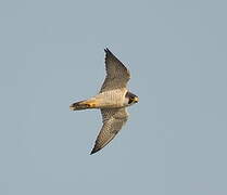 Peregrine Falcon