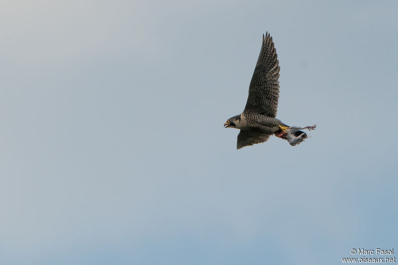 Peregrine Falcon female adult, Flight, fishing/hunting
