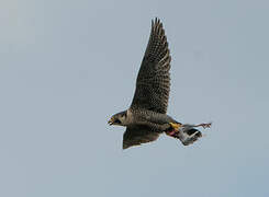 Peregrine Falcon