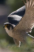 Peregrine Falcon