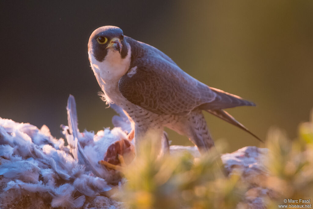 Peregrine Falcon male adult breeding, identification, feeding habits, eats