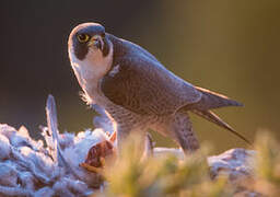 Peregrine Falcon