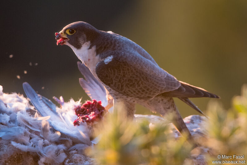 Peregrine Falcon male adult, identification, feeding habits, eats