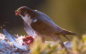 Peregrine Falcon