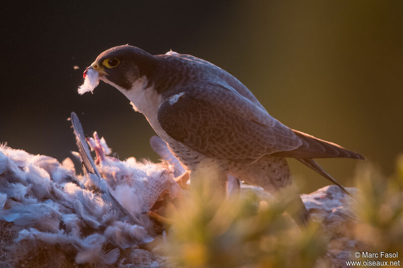 Peregrine Falcon male adult, identification, feeding habits, eats
