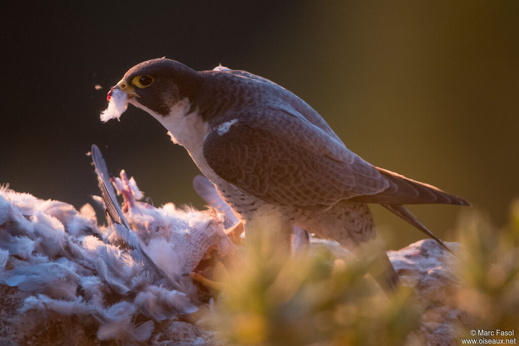 Faucon pèlerin mâle adulte, identification, régime, mange