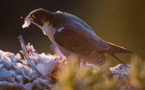 Peregrine Falcon