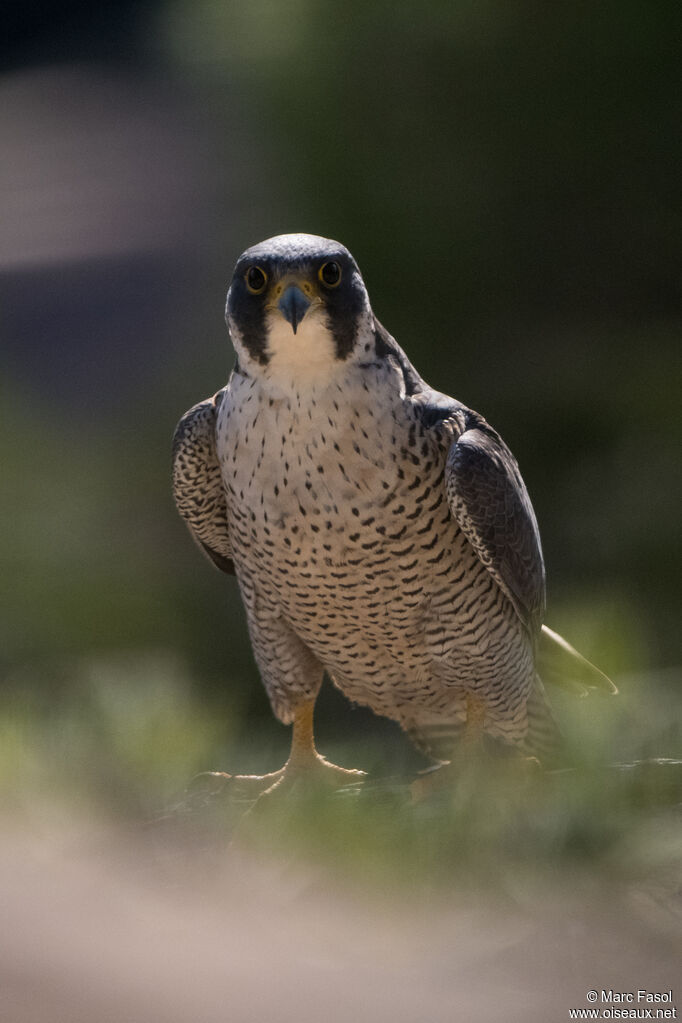 Peregrine Falconadult breeding, close-up portrait