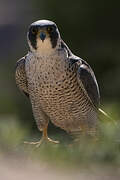 Peregrine Falcon