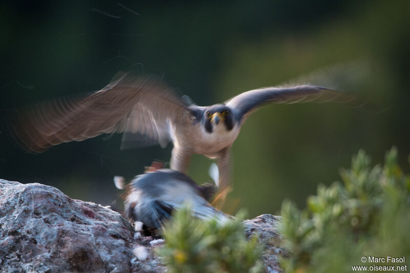 Faucon pèlerin mâle adulte nuptial, pêche/chasse
