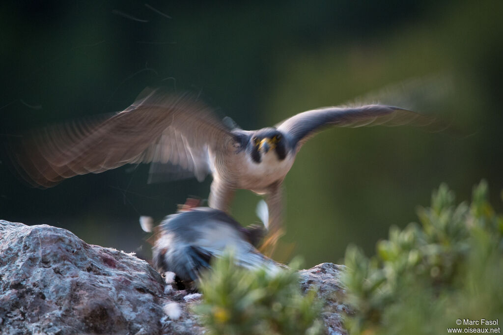 Peregrine Falcon male adult breeding, fishing/hunting