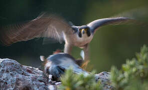 Peregrine Falcon