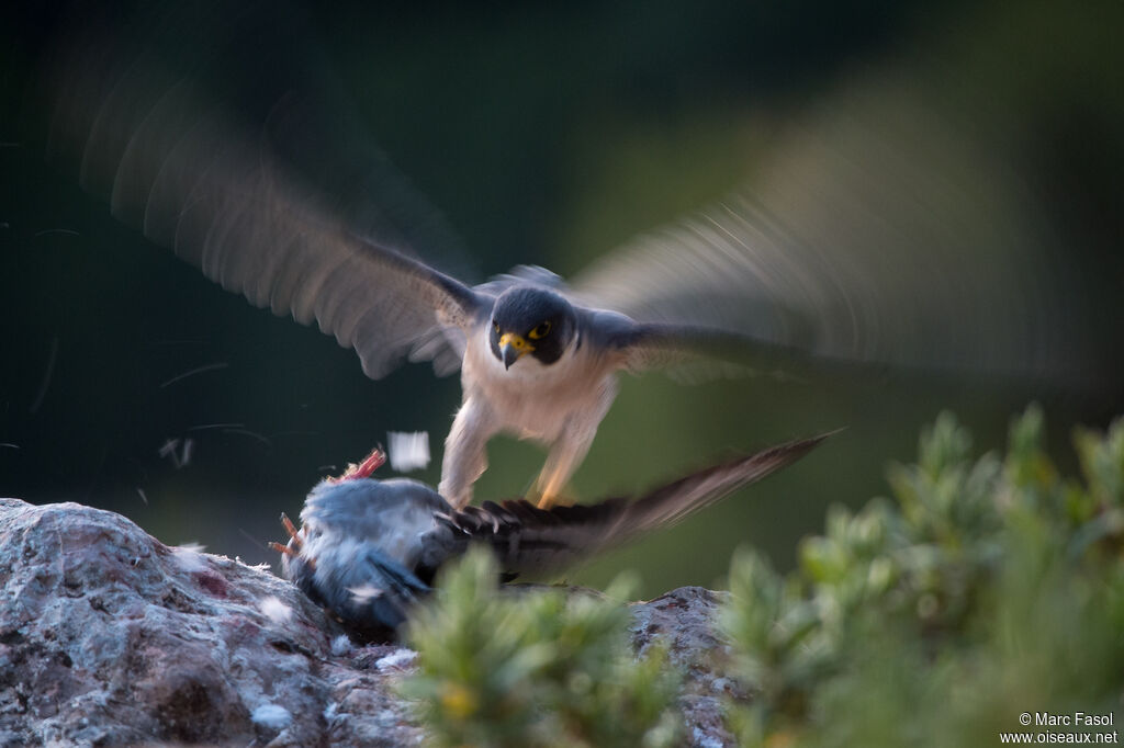 Peregrine Falcon male adult, identification, fishing/hunting