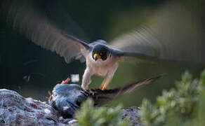 Peregrine Falcon