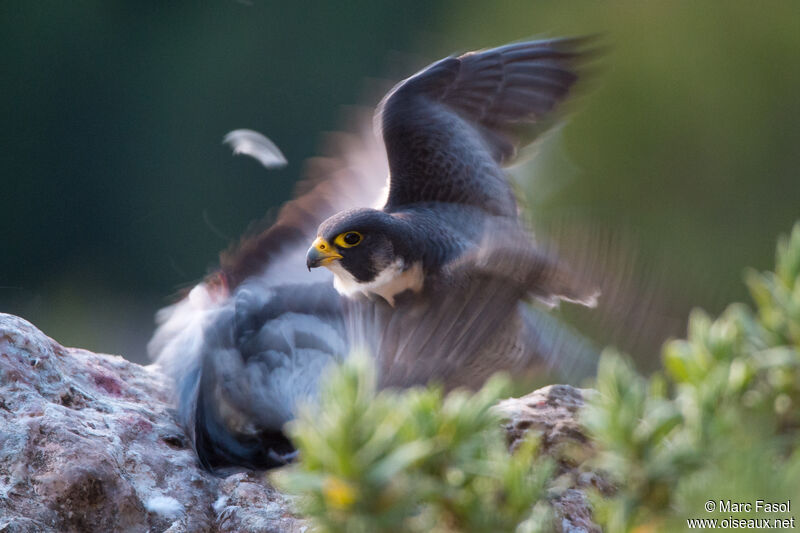 Peregrine Falcon male adult, fishing/hunting