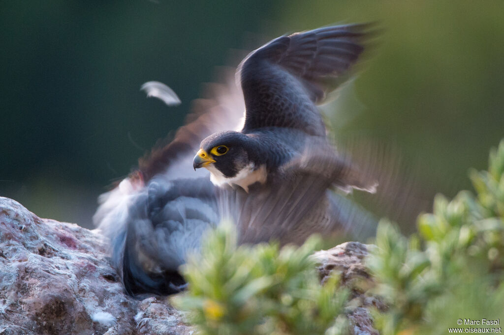 Peregrine Falcon male adult, fishing/hunting