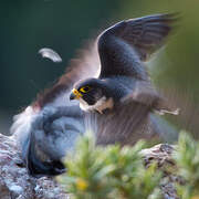 Peregrine Falcon