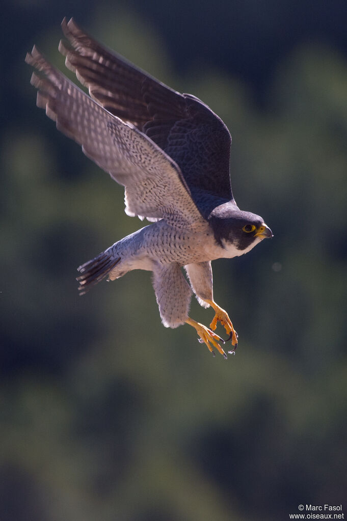 Peregrine Falconadult, Flight