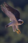 Peregrine Falcon