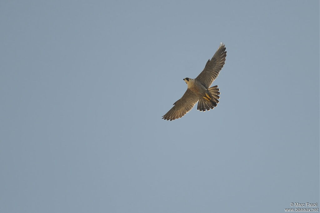 Peregrine Falconadult breeding, Flight