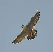 Peregrine Falcon