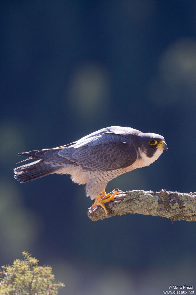 Peregrine Falcon male adult breeding, identification