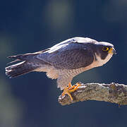 Peregrine Falcon