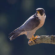 Peregrine Falcon