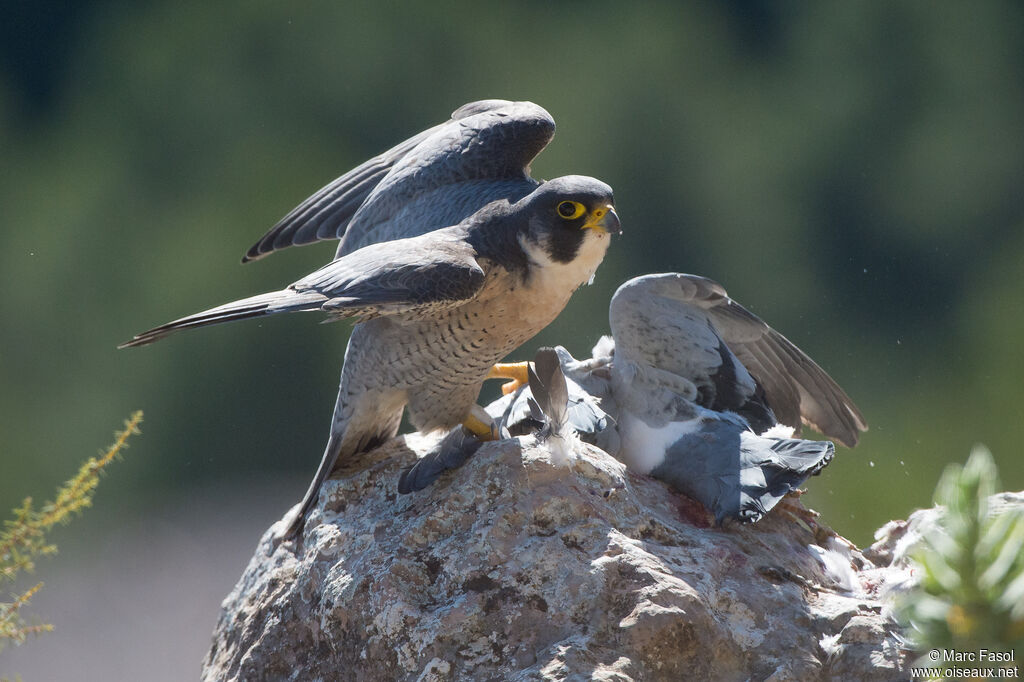 Faucon pèlerin mâle adulte nuptial, identification, régime, pêche/chasse