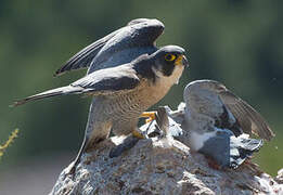 Peregrine Falcon