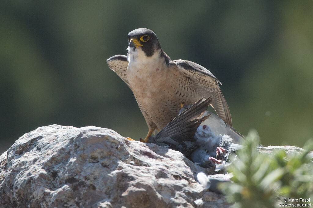 Faucon pèlerin mâle adulte, identification, pêche/chasse