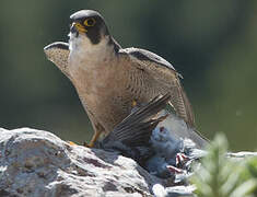 Peregrine Falcon