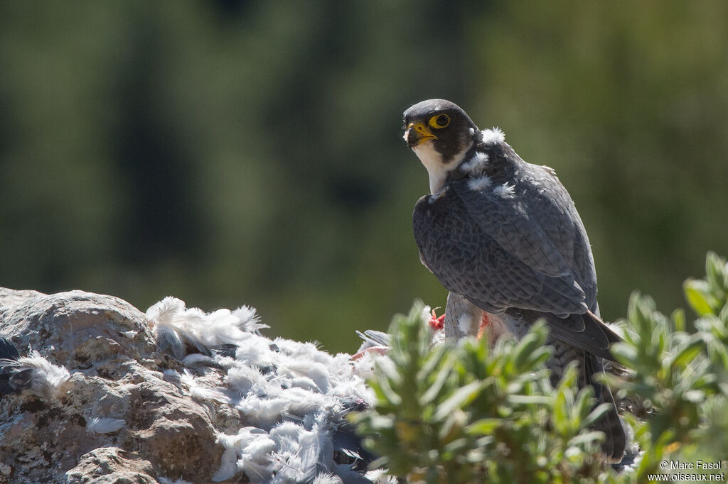 Peregrine Falcon male adult, identification, eats