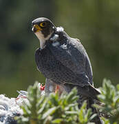 Peregrine Falcon