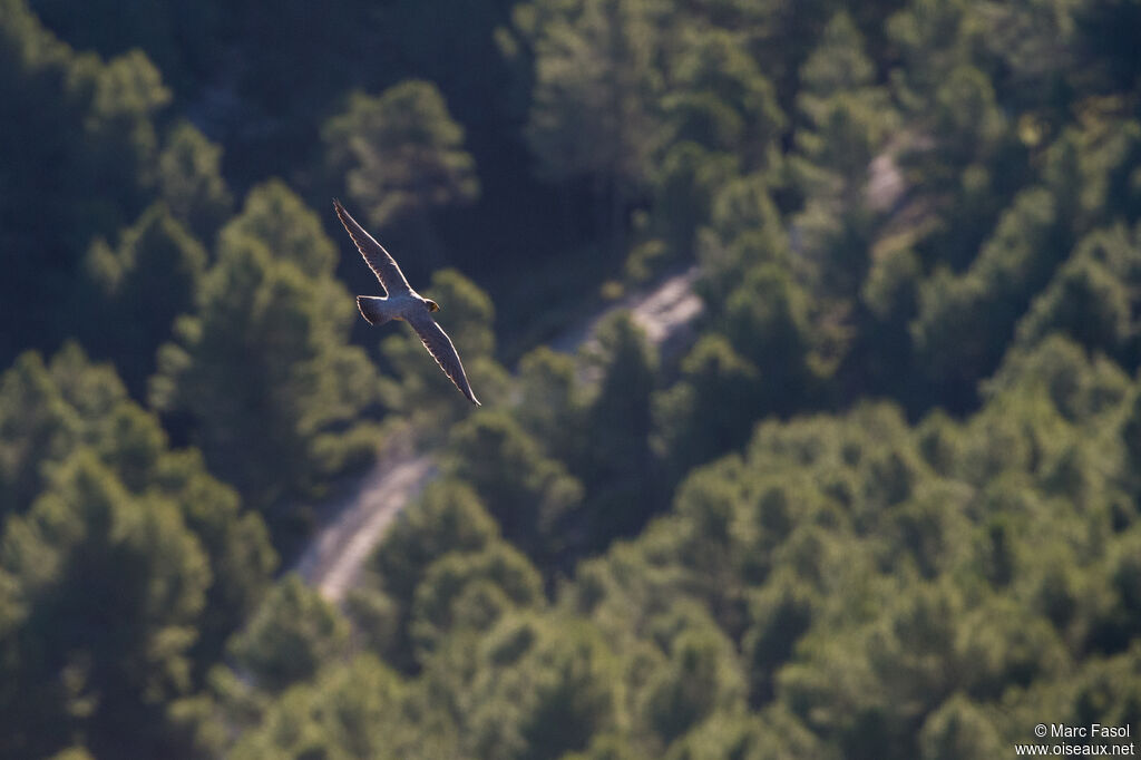 Peregrine Falconadult, Flight