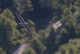 Peregrine Falcon