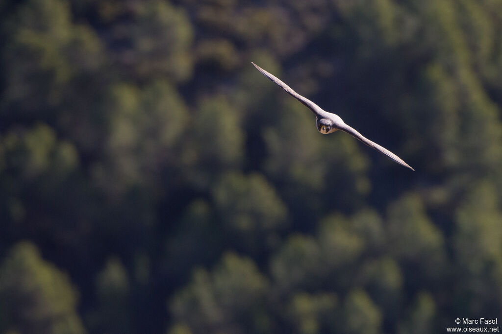 Peregrine Falconadult, Flight