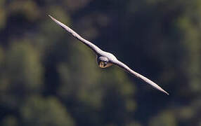 Peregrine Falcon