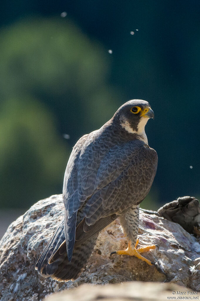 Peregrine Falcon male adult breeding, identification