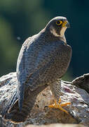 Peregrine Falcon