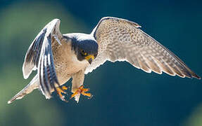 Peregrine Falcon