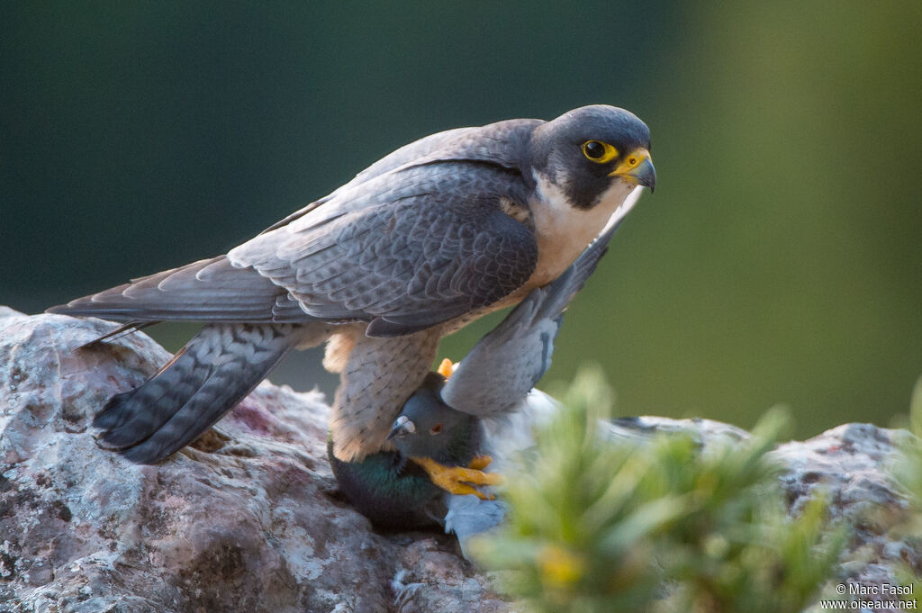 Faucon pèlerin mâle adulte nuptial, identification