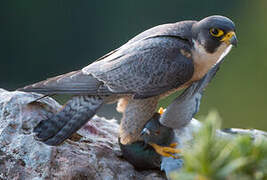 Peregrine Falcon